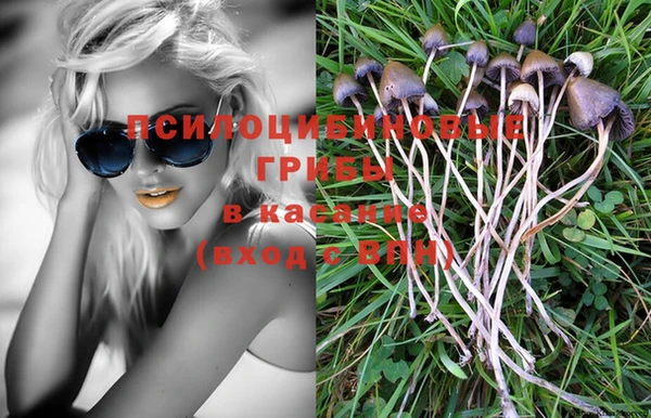 стаф Аркадак