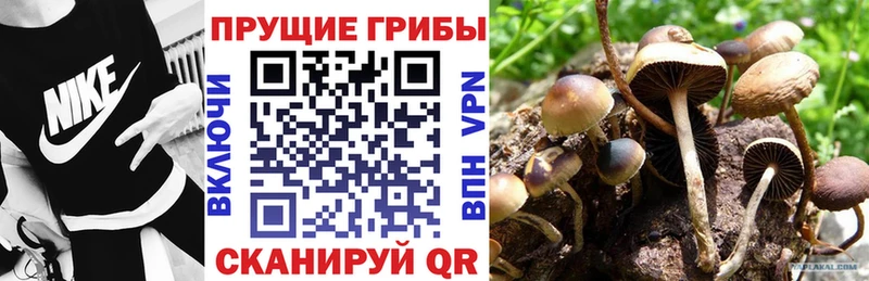 Купить  Бузулук  Галлюциногенные грибы мицелий 